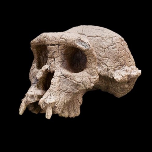 Sahelanthropus tchadensis 